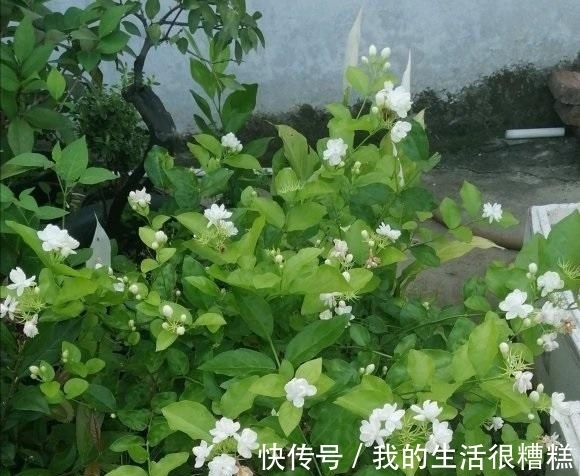 茉莉花怎么养?“清兰花,浊茉莉”,给茉莉换换土,开花更多