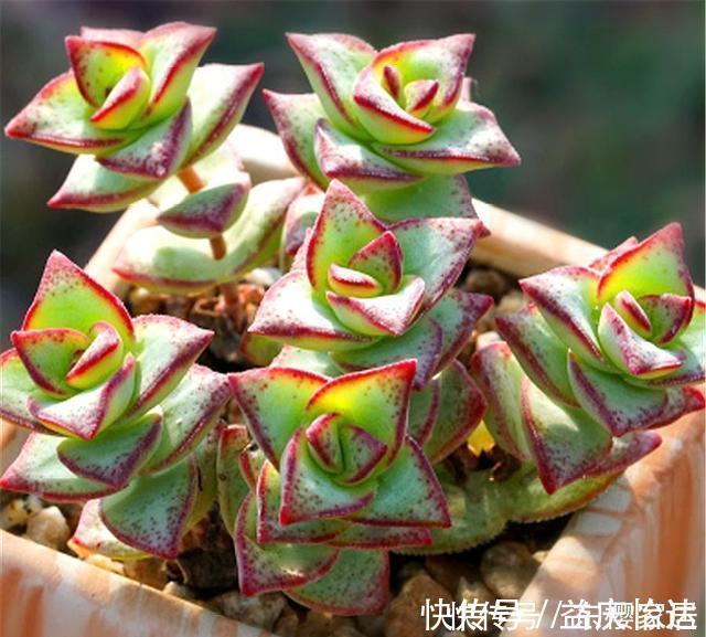 冬天|多肉中的“招财王子”,晒一晒就脸红,爆头简单,冬天照样蹭蹭长