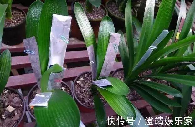君子兰的“叶片”，别随便剪，否则一年都不会有花开，长不旺