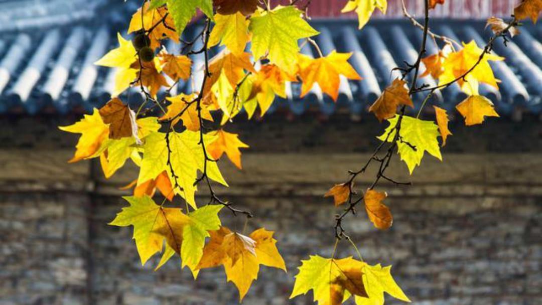 苏轼很有哲理的一首词,告诉了世人许多大道理:余生千万不能将就