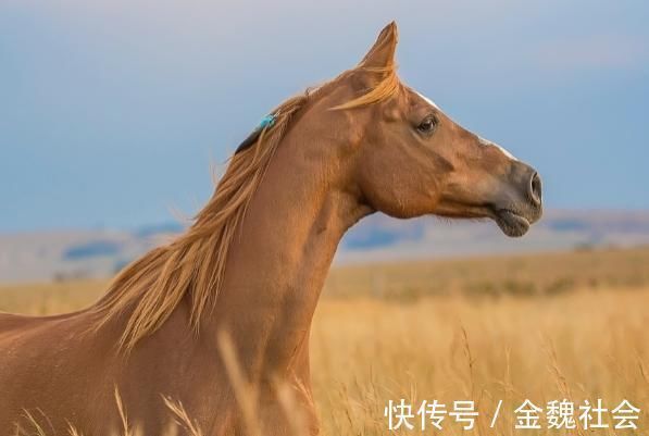 贵人|命格上上签！恭喜属马人，不久将会有大惊喜，快快出来接喜！