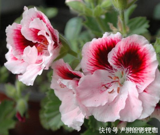 豆瓣兰|喜欢玫瑰,不如养盆“高档玫瑰”曼斯特德伍德,花色深红,好养活