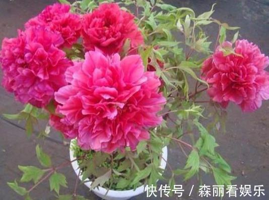 花盆|想要在家栽种牡丹花,请牢记3点,花期一到阳台、庭院成花海