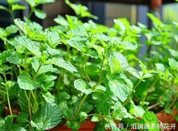 花香|夏季想要扦插薄荷,怎么养更旺盛4步让它疯长爆盆、花香四溢!