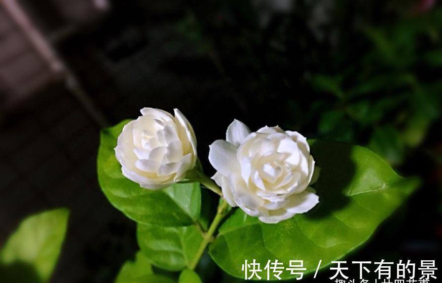秘诀|养茉莉,在大水大肥大太阳之前,还有3个先决条件,和1个补充