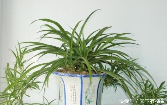 4种花可以养在卧室,好养容易打理,养人又“养气”