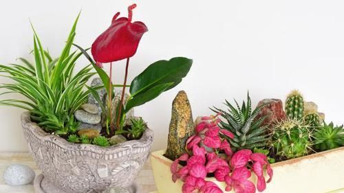 这5样“小药丸”不值钱，过期了却仍能磨粉养花，好处多多