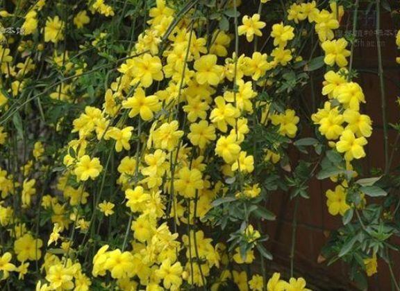 这种花一定要养,不用操啥心,花色繁多易爆盆,娇艳欲滴