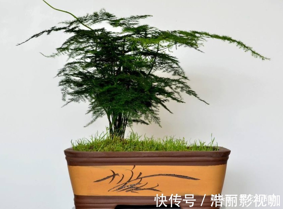 新芽|文竹枝叶枯黄，改善“3个”关键处，新芽萌发绿油油！