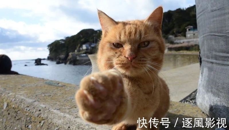 喵星人|日本怎么那么多撸猫圣地啊!