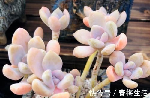 繁殖|多肉冬美人特好养,掰一枝插小盆里胖乎乎很可爱,插大盆里则能轻松爆盆