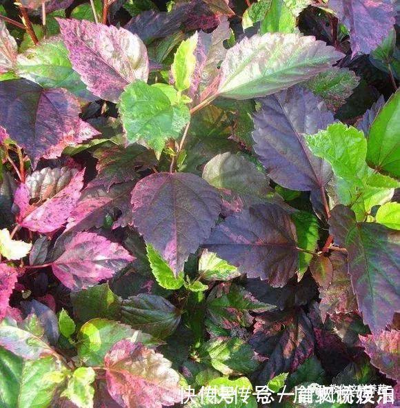 扶桑|1种花一开就是300多天,好养又漂亮,新手懒人都能养!