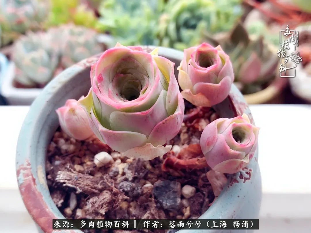 入坑7年多,从菜色到全状态,包邮区的多肉一样可以很美!