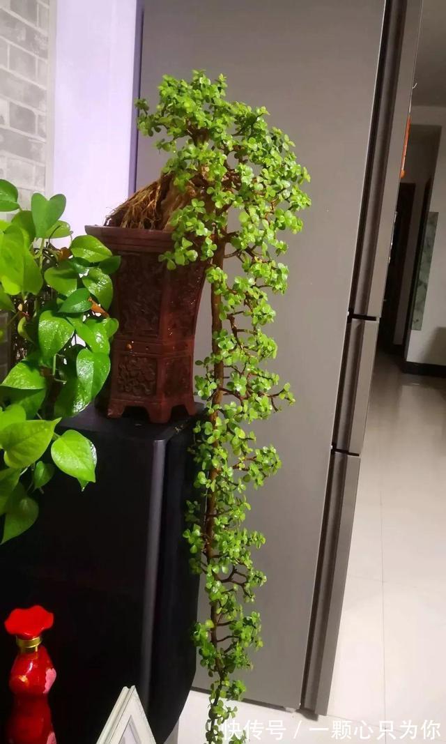 公认好养的5种花,能活一百年,开花吉利带仙气,越养越值钱