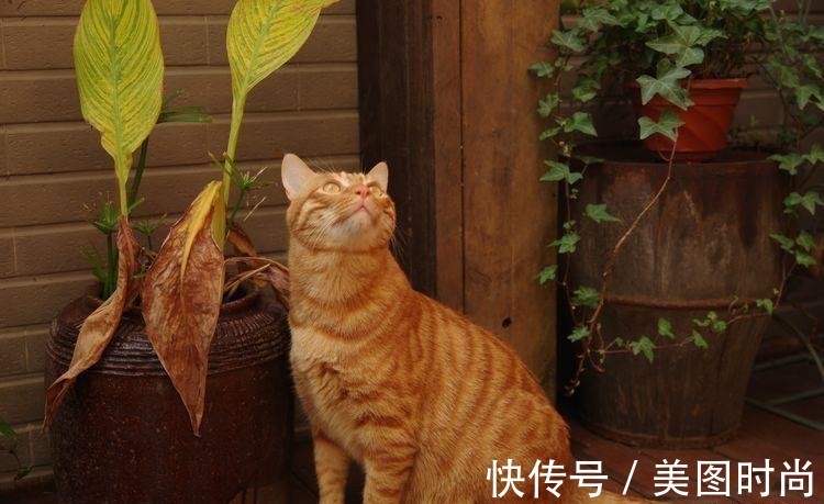 小院|荒废多年的80㎡小院,2年半时间打造成下沉式花园,太漂亮了!