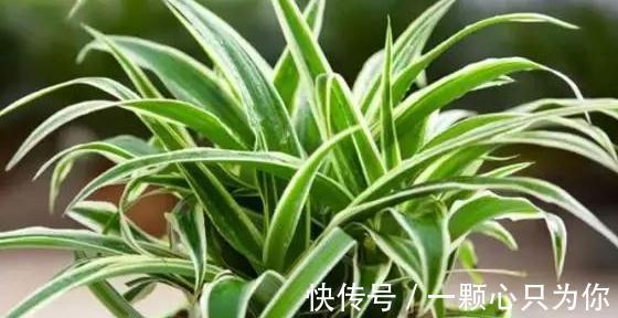 吊兰叶片发黄，叶尖发黑怎么办，学3招轻松解决，预防措施要牢记