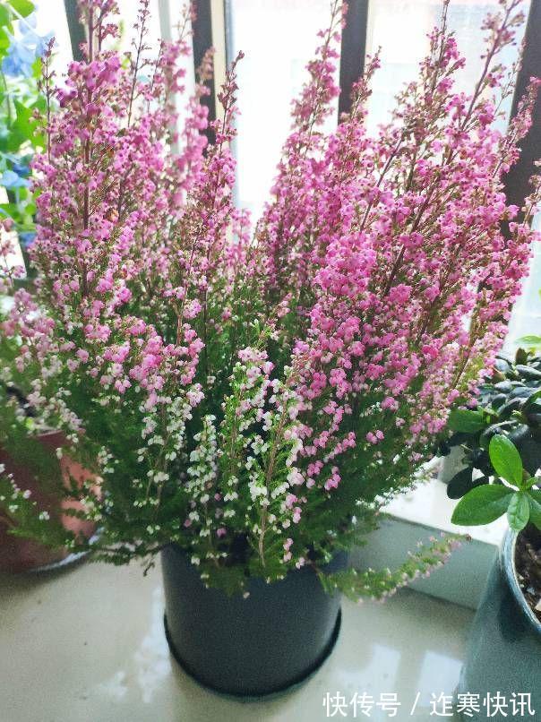 净化|6种健康花,适合室内养,能净化空气,寓意好,高档大气很舒心