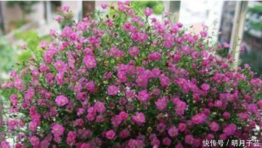 4种花是“开花大户”，家里养两盆，四季有花赏，漂亮又好养