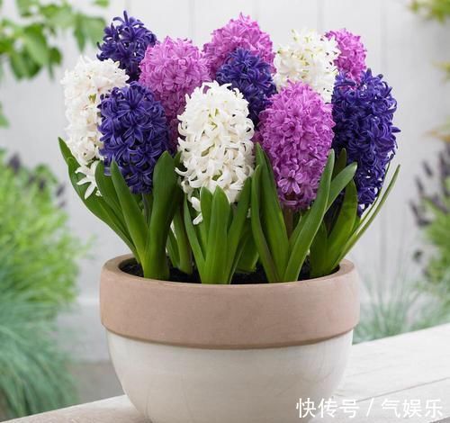 怪不得老公把发财树扔了,现阳台流行种此花卉,香飘满屋更迷人