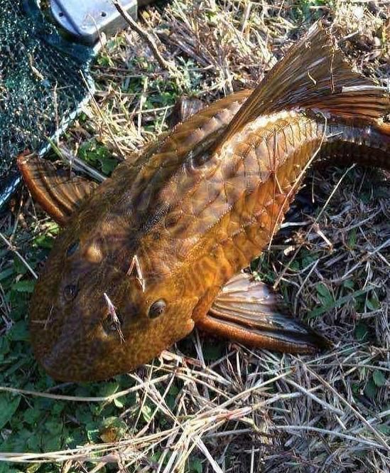 小伙钓上来一只怪鱼 村里老人说是龙鲤 上网一查明白了 快资讯