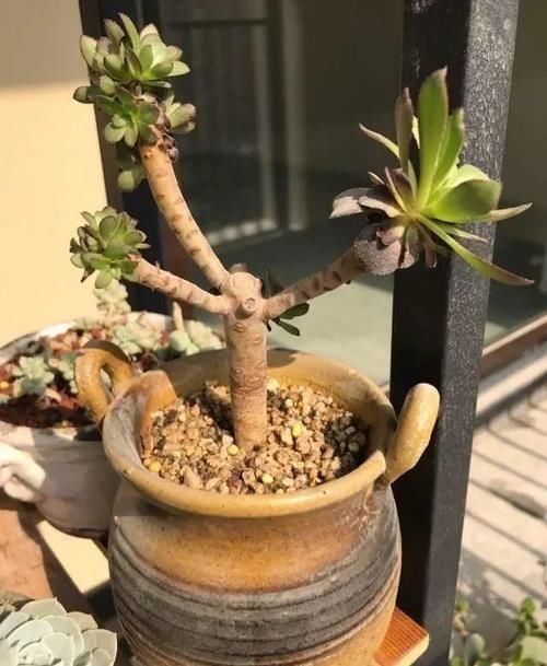 养花叶子掉光了，只剩光杆，如何挽救？