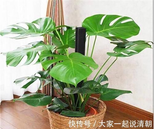 龟背竹|此几种植物，家家户户都在养，你家里有吗？