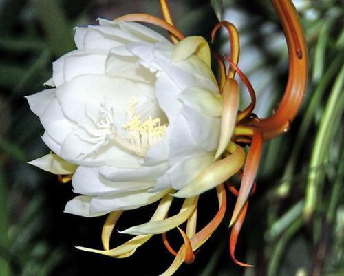 这5种花,都是老中医的最爱,个个都养人,看看你养了哪种