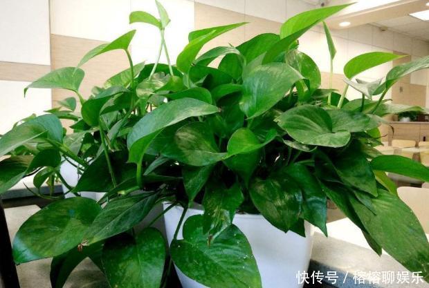 客厅摆放这5款花草,打理省心,连假花、空气净化器都省了