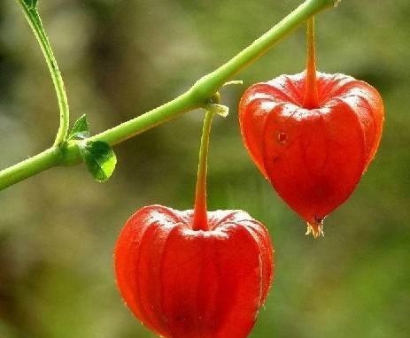 美化环境的好帮手,以前遍地都是,现在却要买,遇到就带回家吧