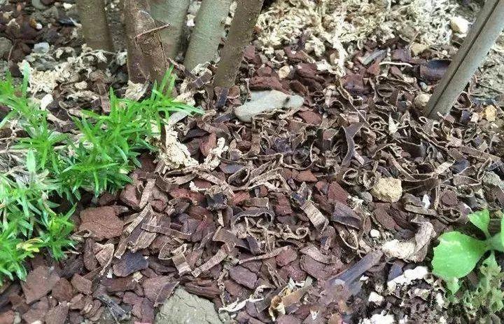 4种垃圾不会分类别担心,埋在花盆底,叶子绿得直滴油!