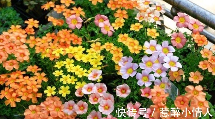 茉莉花|4种花是懒人的最爱,有阳光就爆盆,年年开花美翻