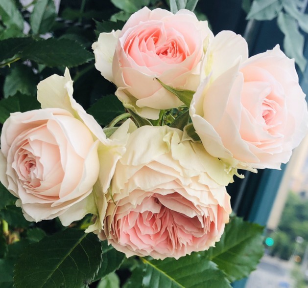 15款经典月季,好看好养,春天开成大花海!