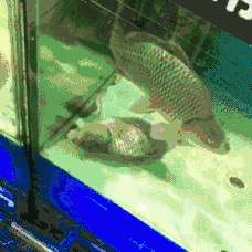 |搞笑GIF段子:美女的舌头很灵活嘛