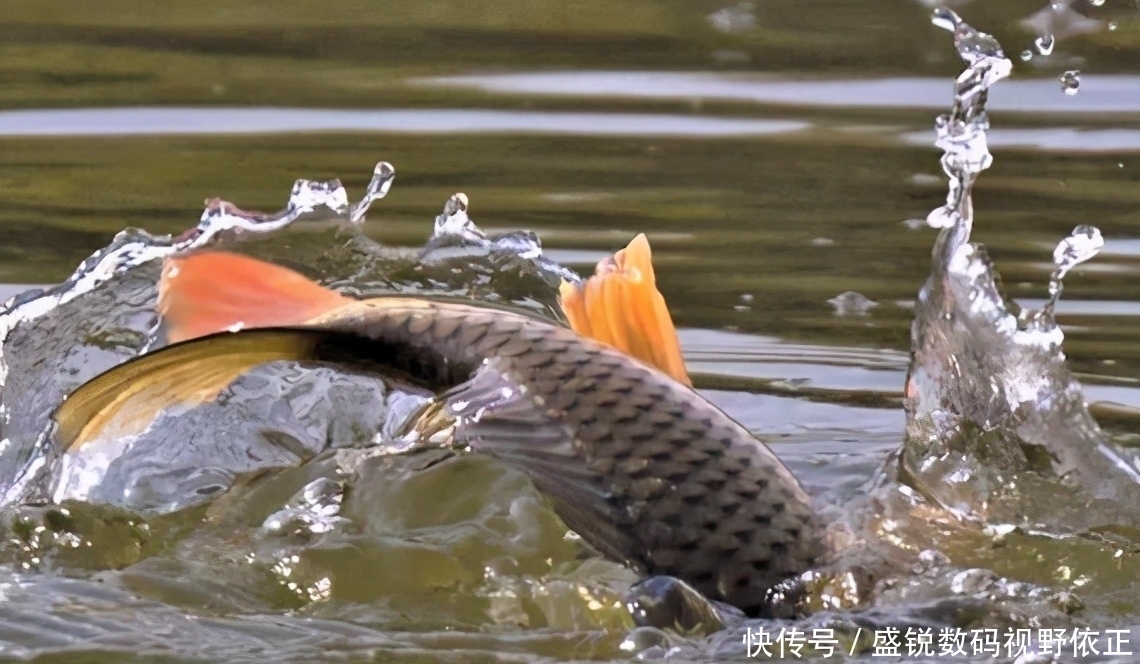 四目|老钓鱼人教你调好四目，如何在调钓目，简单有效——盛世三渔