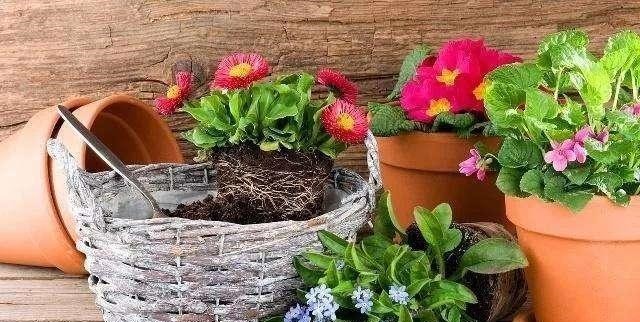 室内养花,有3个“禁忌”,难怪黄叶不开花,现在改了还不晚