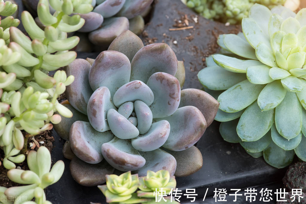 浇水|怎么把多肉养植物成“多肉”