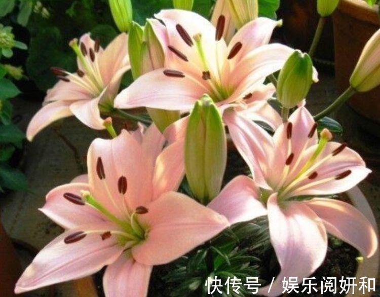 花型|家里阳台养此款花，新手也能养爆盆，沾点水就疯长