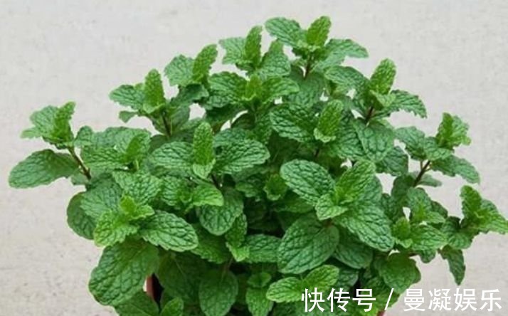 杀菌|4种花养在家里,一整年都有好运气,日子红火财运滚滚,好看极了