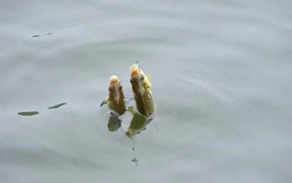 钓鱼高手们的3大找口“秘诀”,是提高鱼获的关键,一般人还真不知道!