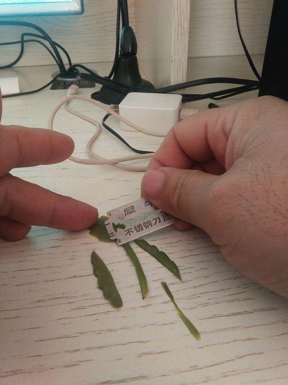 仙人掌，扎个洞，插上蟹爪兰，20天就成活，开花特别多