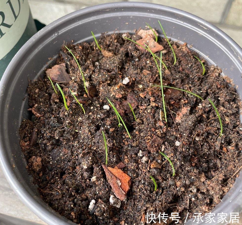 栽种|立秋之后,3种球根花卉可以种了,很好养各种花色无比美貌