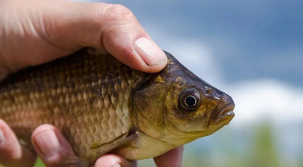 钓鱼|红虫钓鱼真的不简单,正确使用才连竿上鱼,方法错误就空军