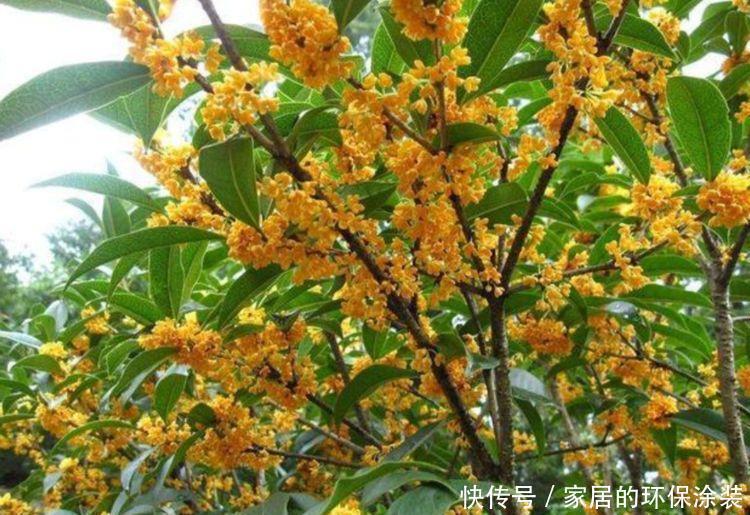 光照|4种花是花中劳模,一年四季开花不断,满屋飘香,香水钱都省了