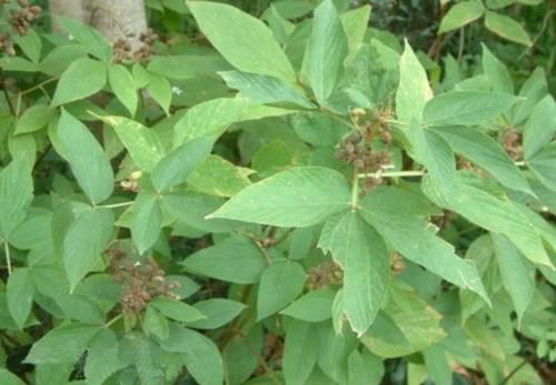  风湿|农村几种植物太强大，治风湿，腰腿痛，铁打损伤，应该了解下