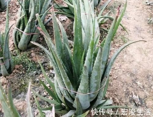 叶子|长势缓慢的马齿苋,涂点“自制的生长液”,叶子如玉