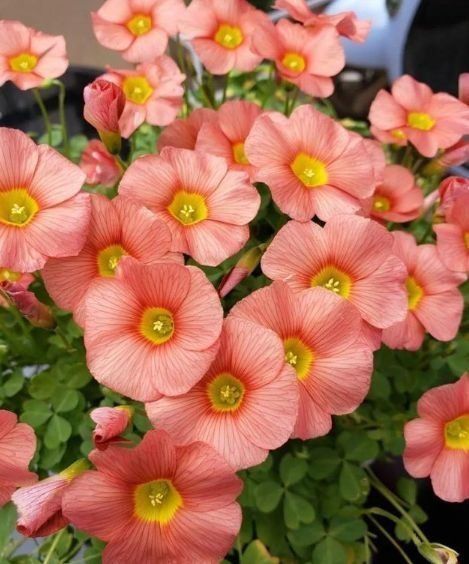 4种花养家里,四季都有花赏,满屋子飘香,养盆放阳台美极了