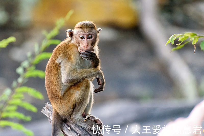 运气|11月下旬，财运亨通，运气爆棚的三大生肖