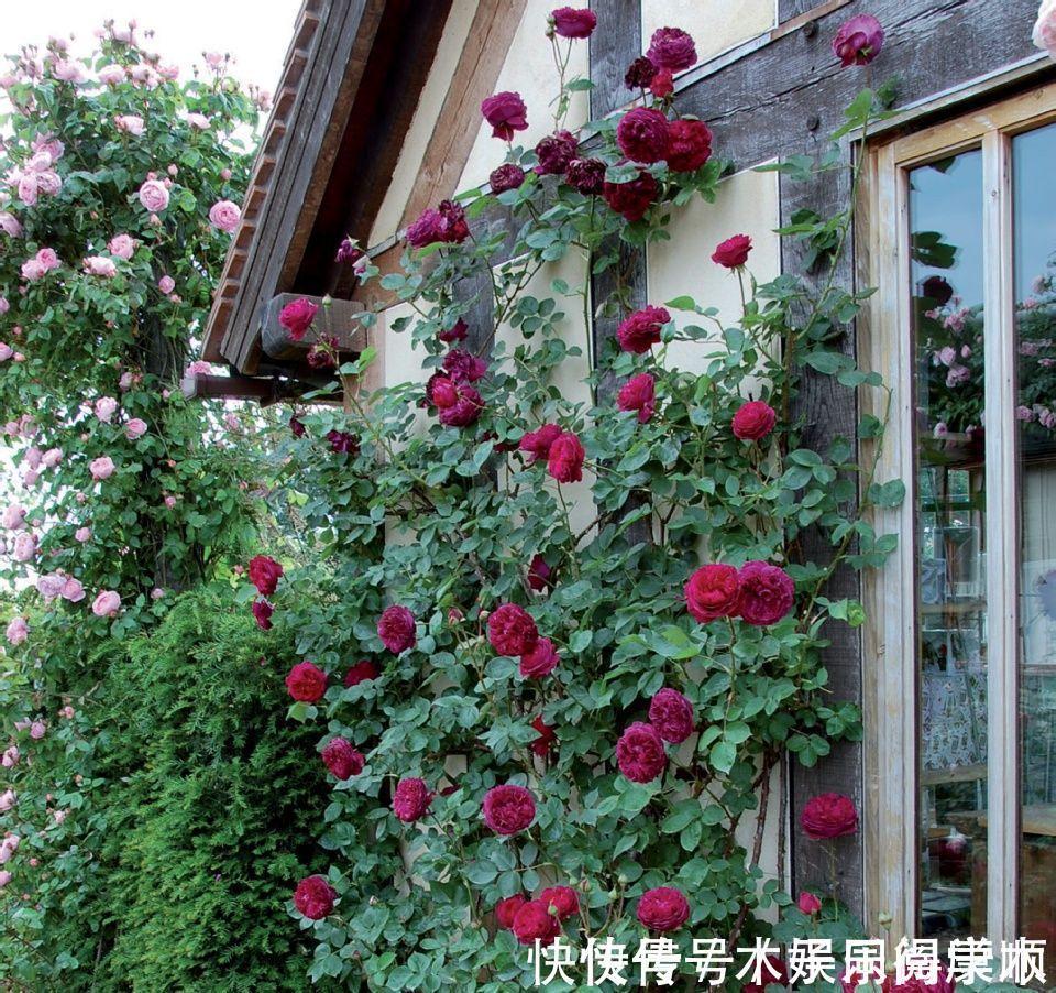 4种花要富养,根多“爱吃土”喜欢大花盆,用对了利于生长和开花