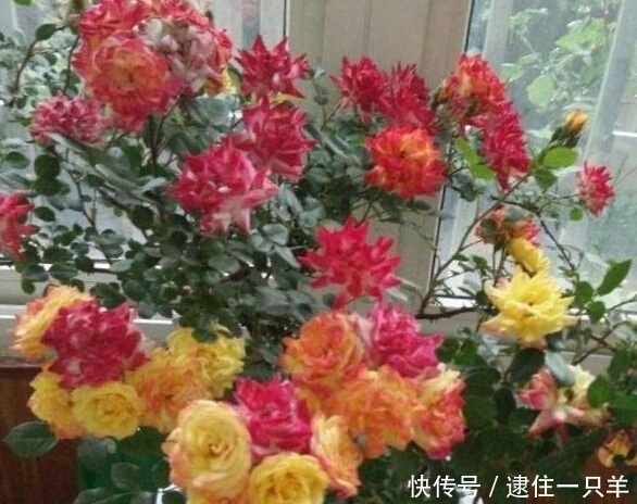 路上捡个枝,插出1盆花,花开如瀑布,美死了!