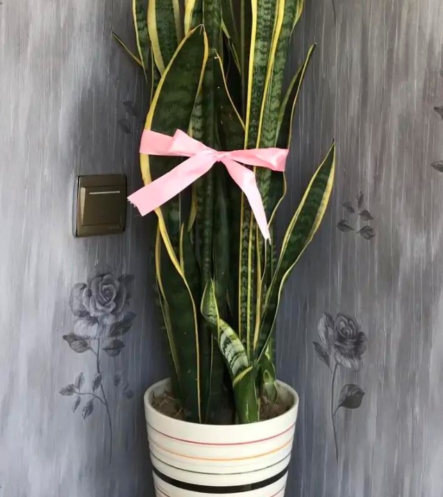 土壤|立春后,虎皮兰迟迟不出芽怎么办?满足4点,侧芽接连往外冒